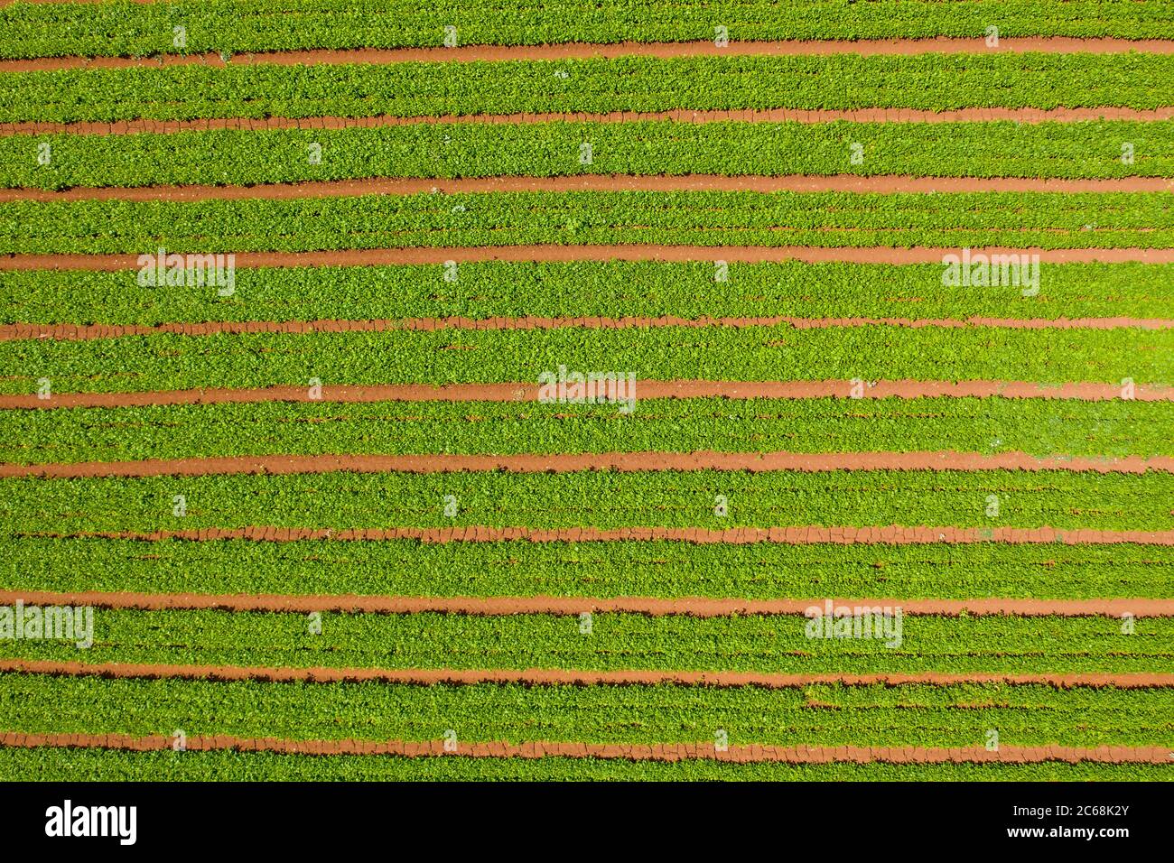 Reihen von grünen Bohnen Pflanzen bereit für die Ernte, Luftansicht. Stockfoto