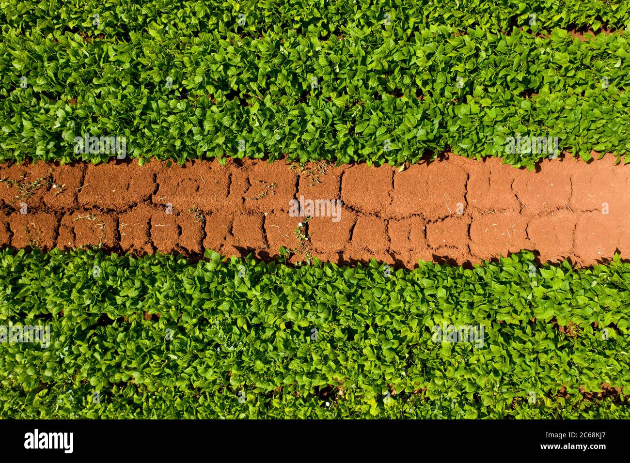 Reihen von grünen Bohnen Pflanzen bereit für die Ernte, Luftansicht. Stockfoto