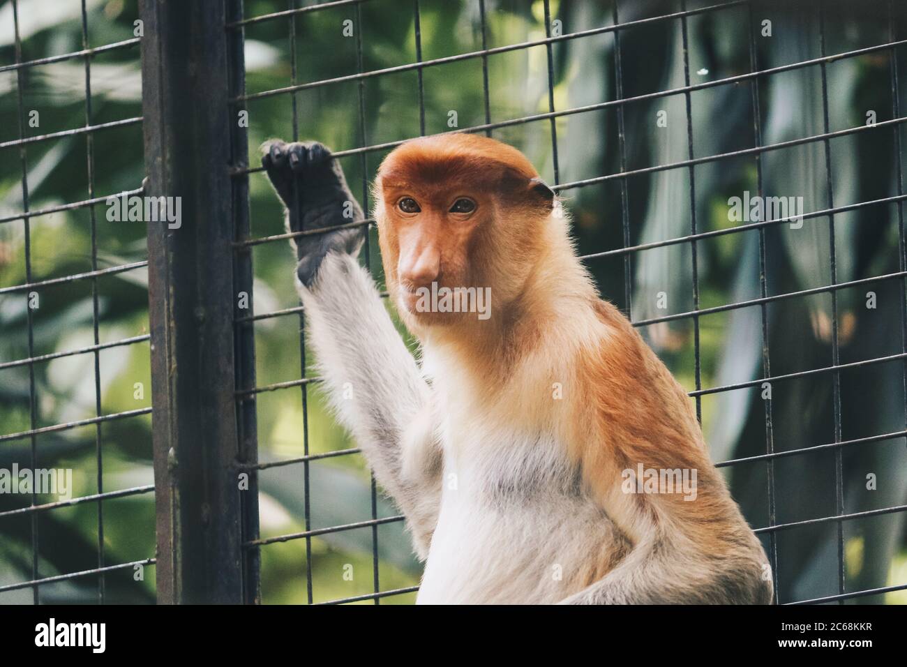 Porträt des männlichen Proboscis-Affen (nasalis larvatus) im Schutzgebiet von Kalimantan, Indonesien. Endemisch von Borneo. Riesige Affennase. Stockfoto