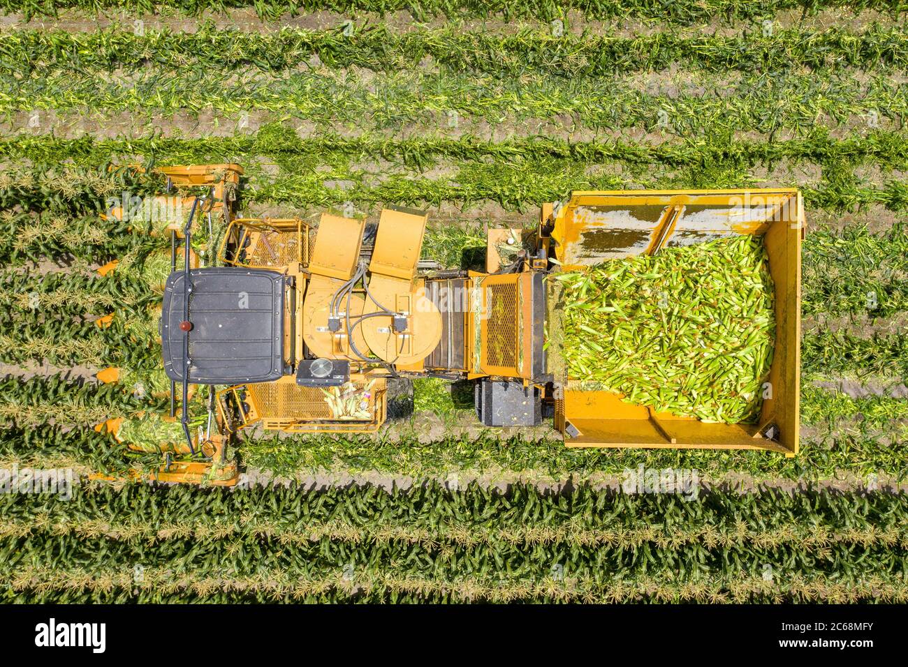 Maispflücker Ernte eine große Filet von Sweet Corn Cobs, Aerial Stockfoto