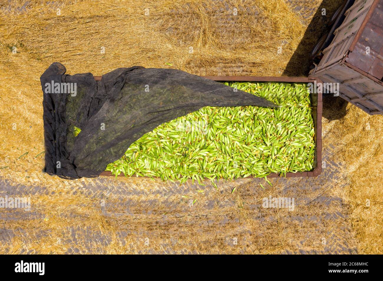Anhänger mit frisch geernteten Sweet Corn Cobs, Top down Luftbild geladen. Stockfoto