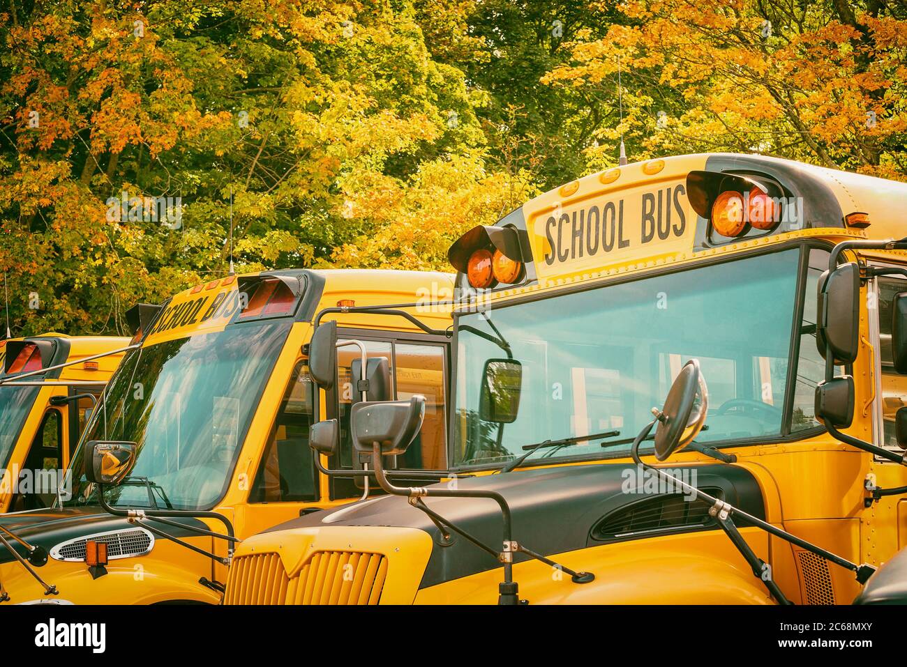 Gelbe Schulbusse auf dem Parkplatz gegen schöne Herbstbäume. Zurück zur Schule Konzept. Stockfoto