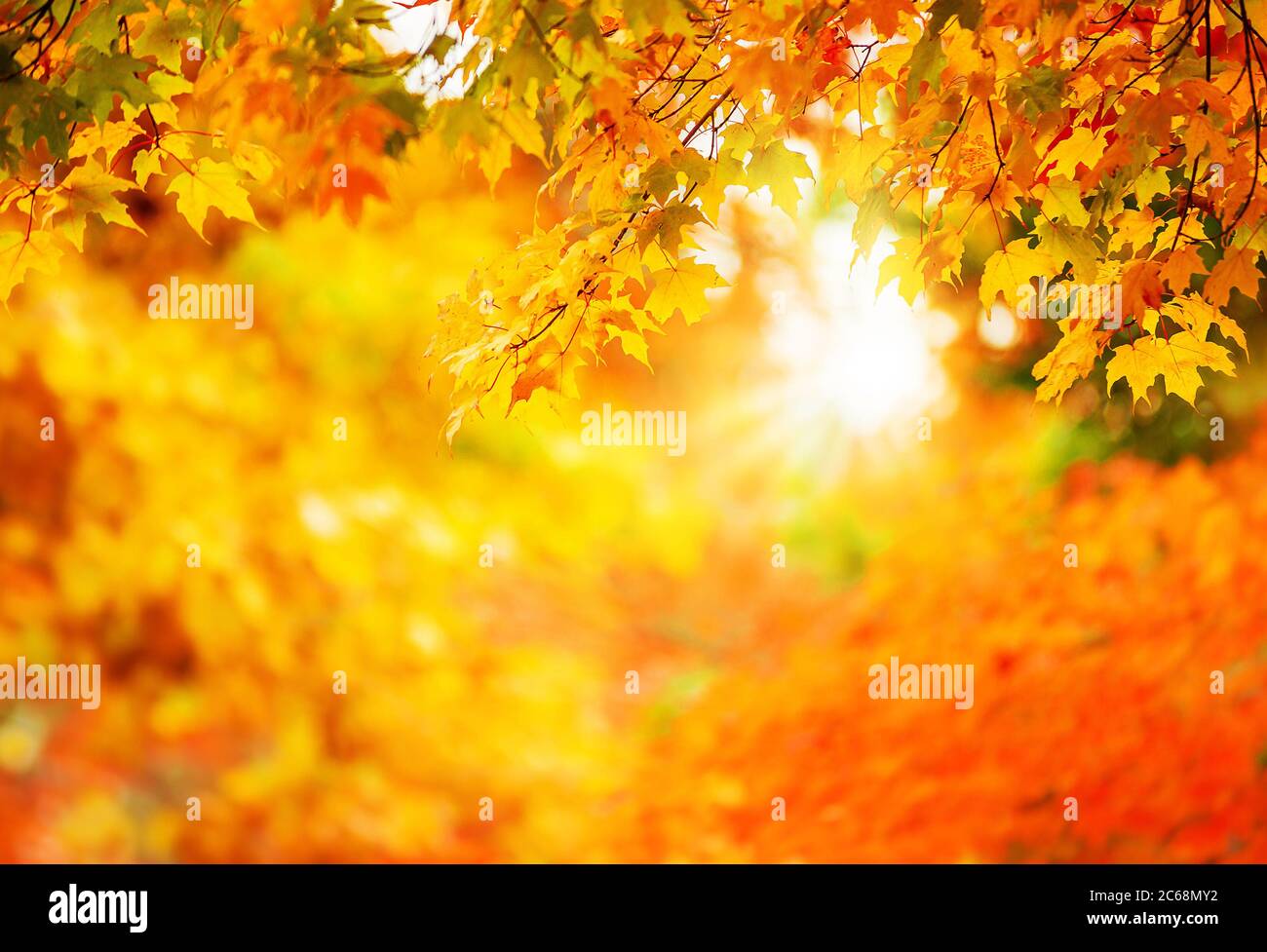 Bunte Herbst Ahornblätter auf einem Baum Zweig. Goldenes Herbstlaub hinterlässt Hintergrund. Bokeh und Kopierraum. Stockfoto