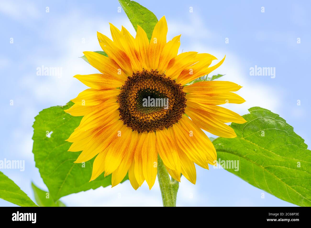 Sonnenblume in einem deutschen Garten, Gießen, Deutschland Stockfoto