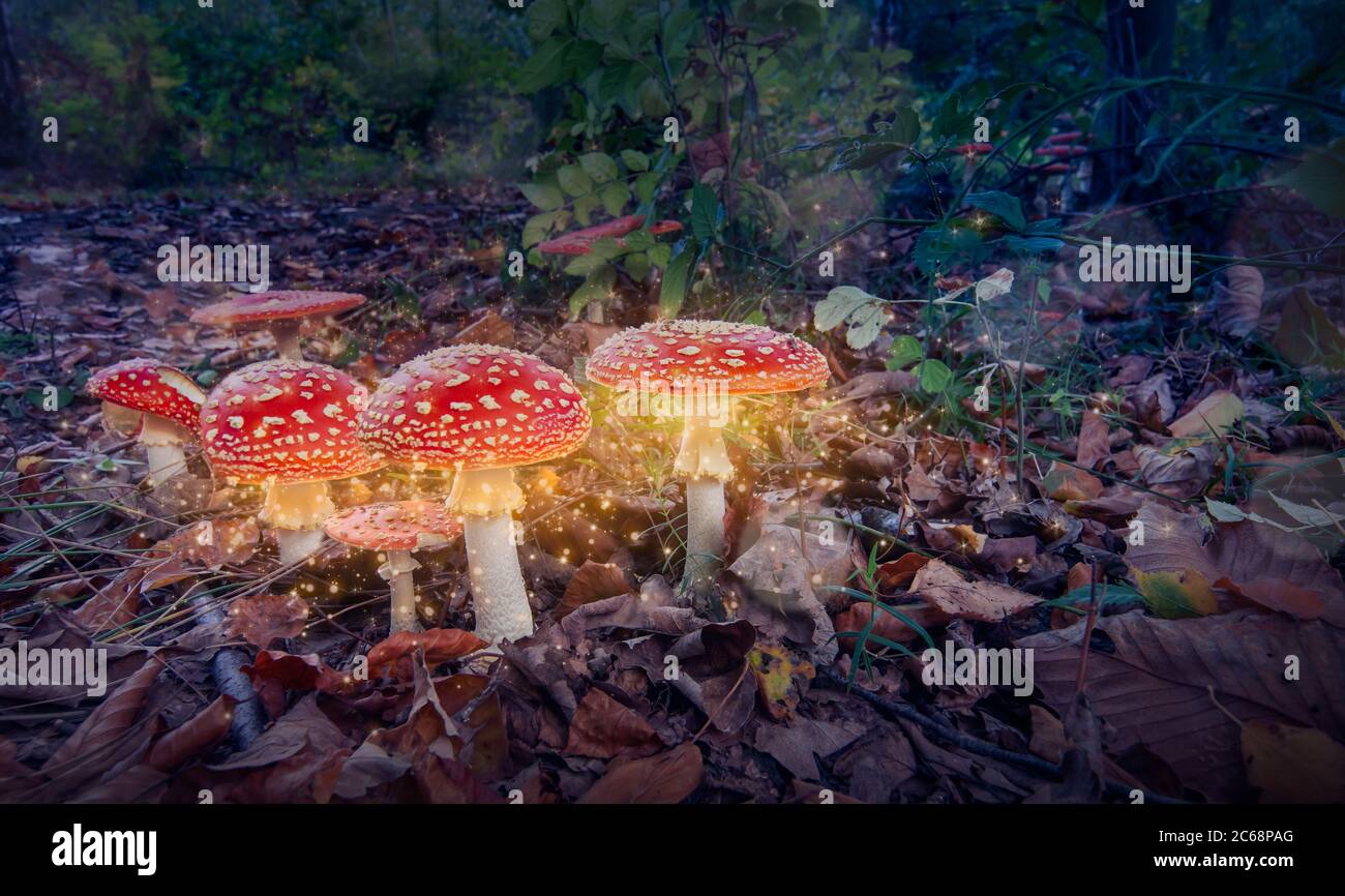 Rote Zauberpilze glühen im geheimnisvollen dunklen Wald. Fantasy-Toadhocker. Stockfoto