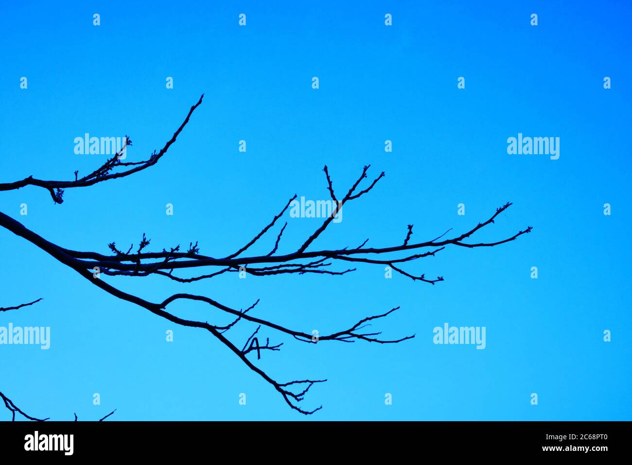Tote Äste, Trockener Baum und Trockenzweig, Sonnenuntergang am Abend Stockfoto