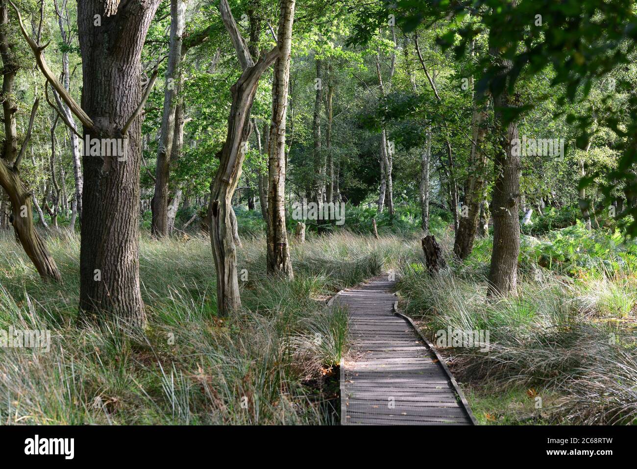 Spaziergang im Naturschutzgebiet Arne RSPB in der Nähe von Wareham, Dorset, Großbritannien Stockfoto
