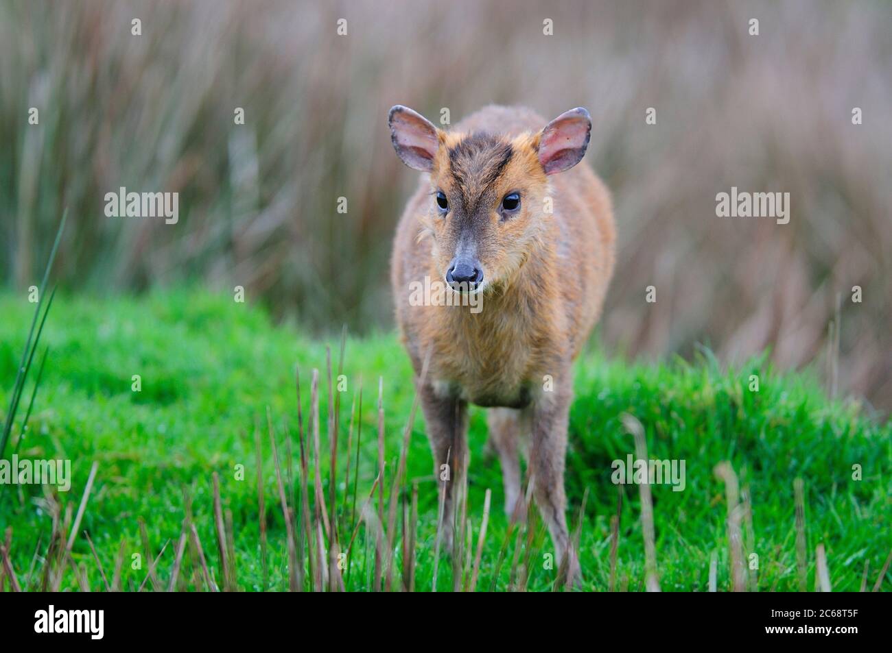 Weibliche Muntjac Rotwild Stockfoto