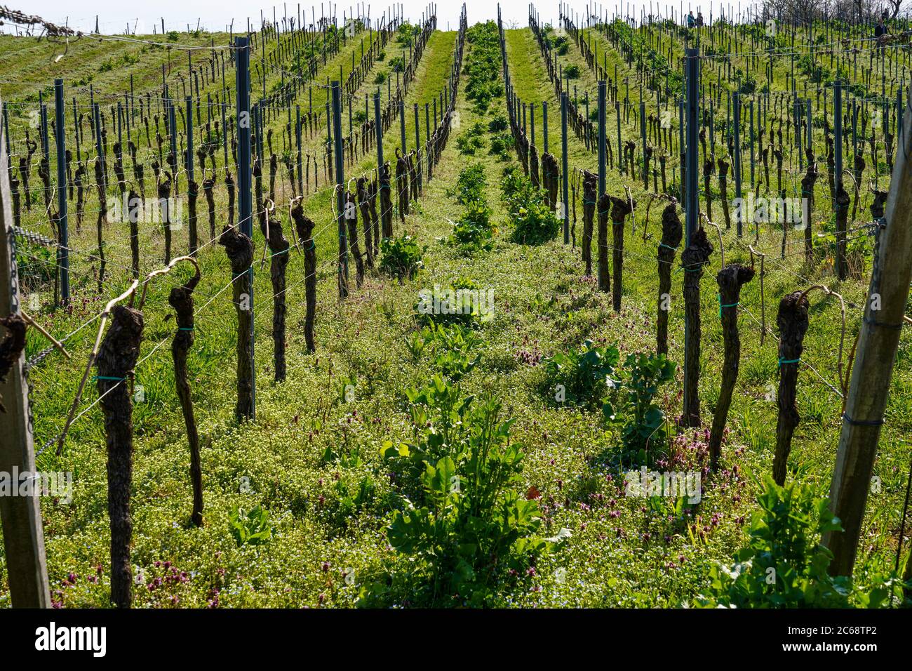 Mandelbaumfeld, Prunus dulcis, südliche Weinstraße, Gimmeldingen Neustadt, Rheinland-Pfalz Deutschland Stockfoto