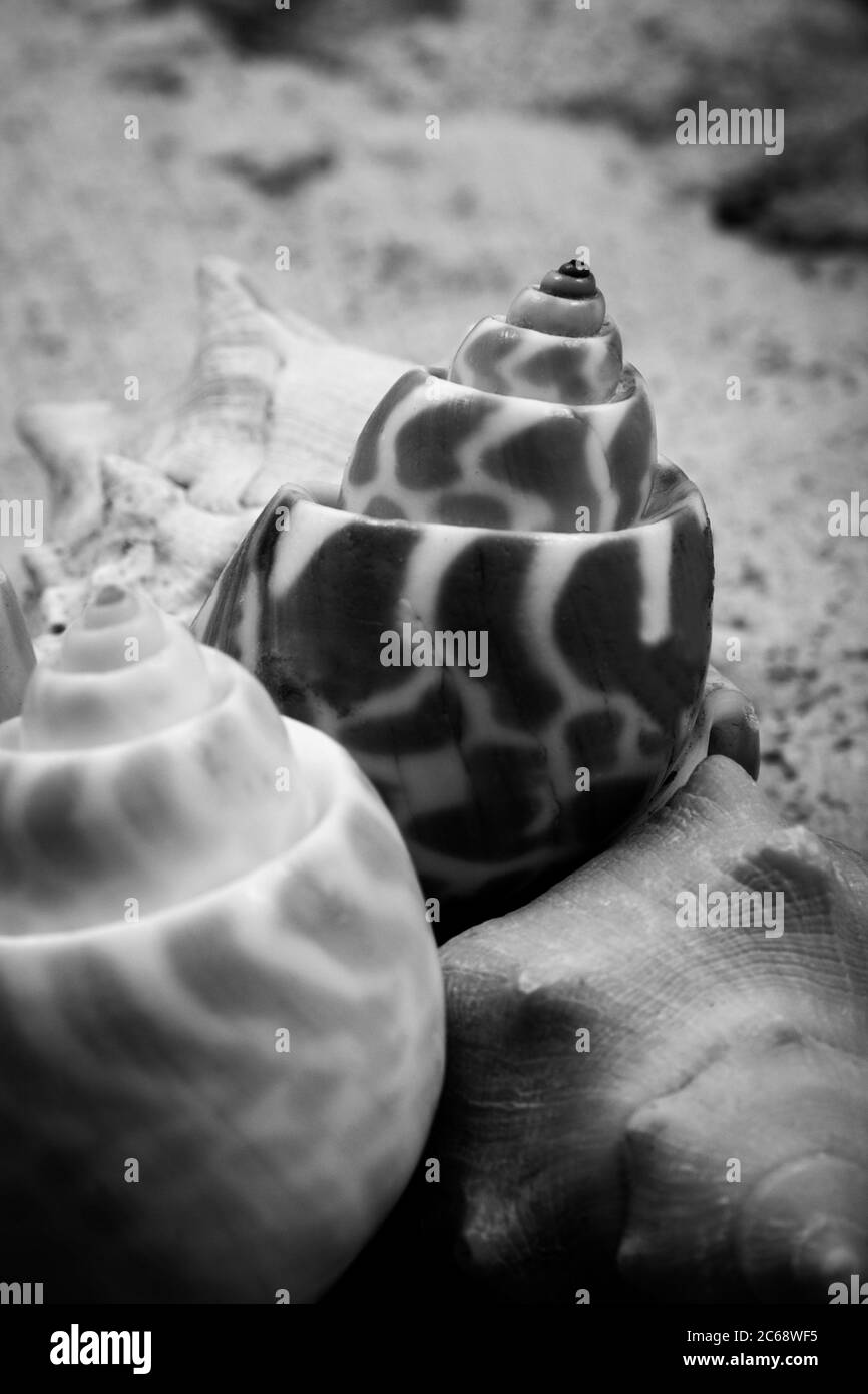 Eine erstaunliche Schwarz-Weiß-Fotografie von einzigartigen Muschelschalen in der Nähe. Stockfoto