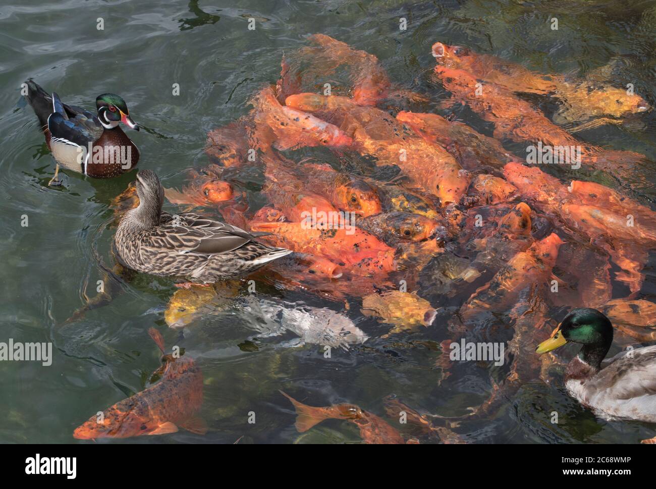 Wunderschön gepflegter See in Phoenix Metro Gegend mit wilden Leben, Enten Stockfoto