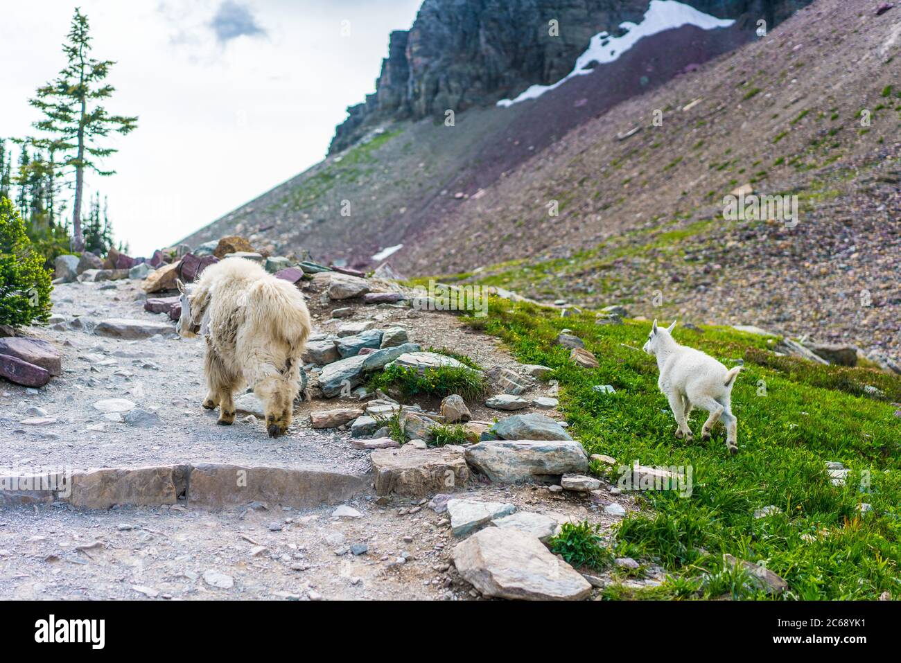 Zwei wilde Bergziegen im Glacier National Park, Montana. Stockfoto