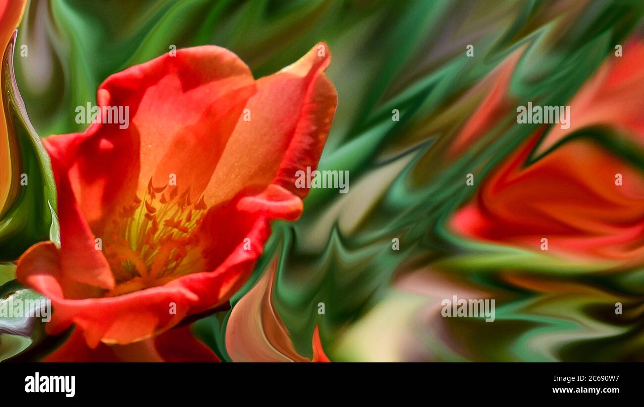 Rote Blume abstrakt mit jazy Hintergrund Stockfoto