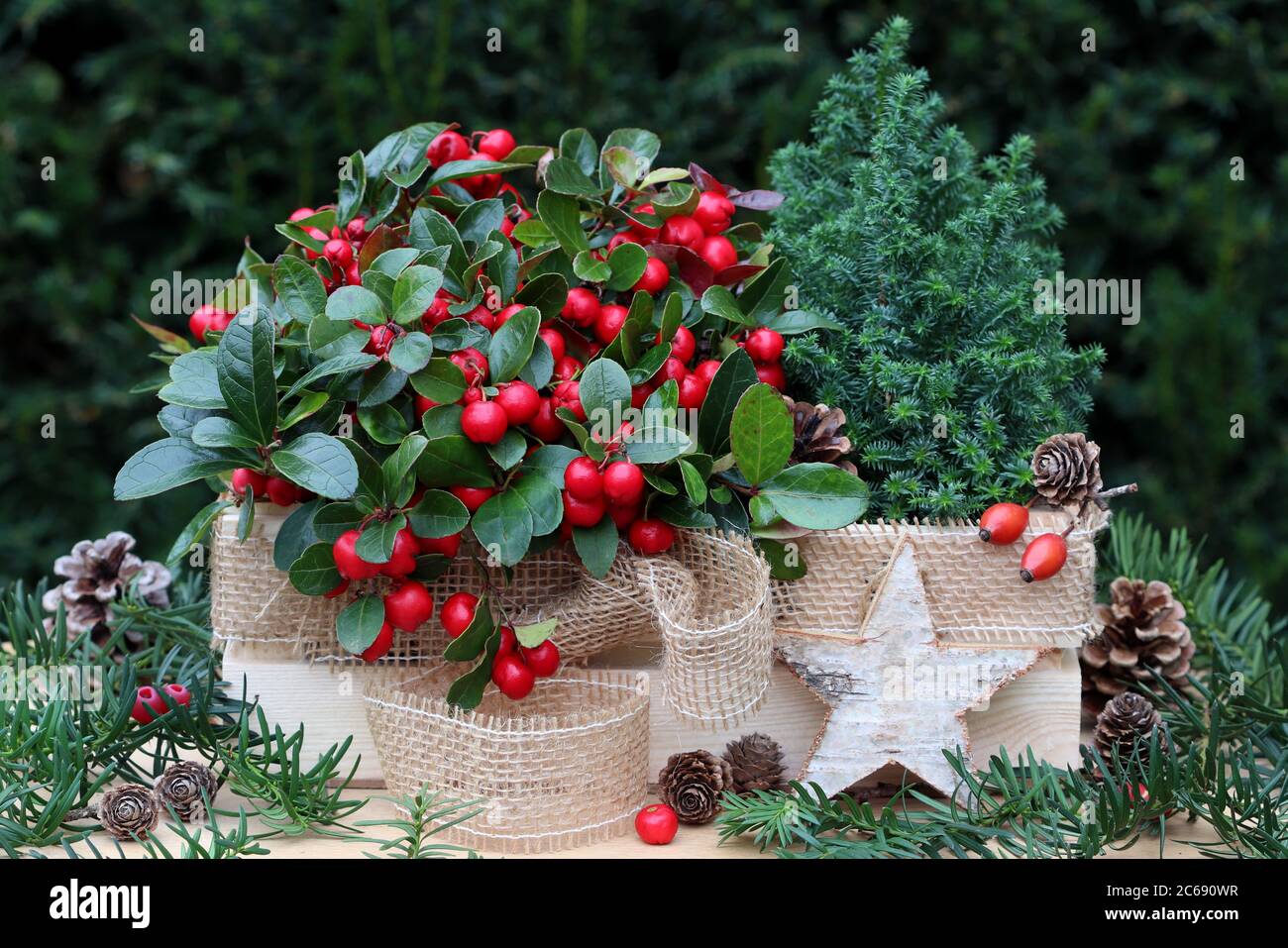 Rustikale Winter Gartendekoration mit gaultheria procumbens und picea in Holzboxglauca Stockfoto