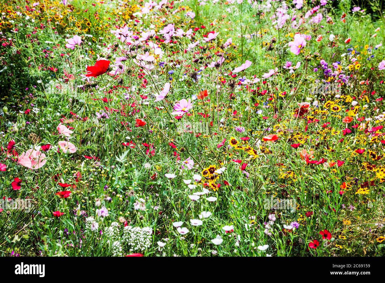 Ein Wildblumenwiesengebiet in einem englischen Landgarten. Stockfoto