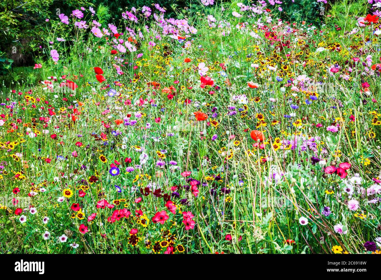 Ein Wildblumenwiesengebiet in einem englischen Landgarten. Stockfoto