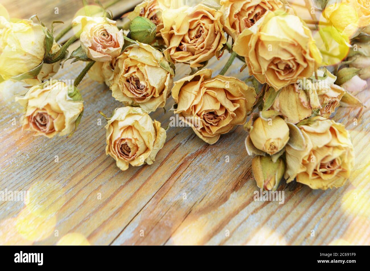 Trockene Rosen auf altem Holzhintergrund. Dead Flowers Konzept. Vergänglichkeit der Jugend und Schönheit Stockfoto