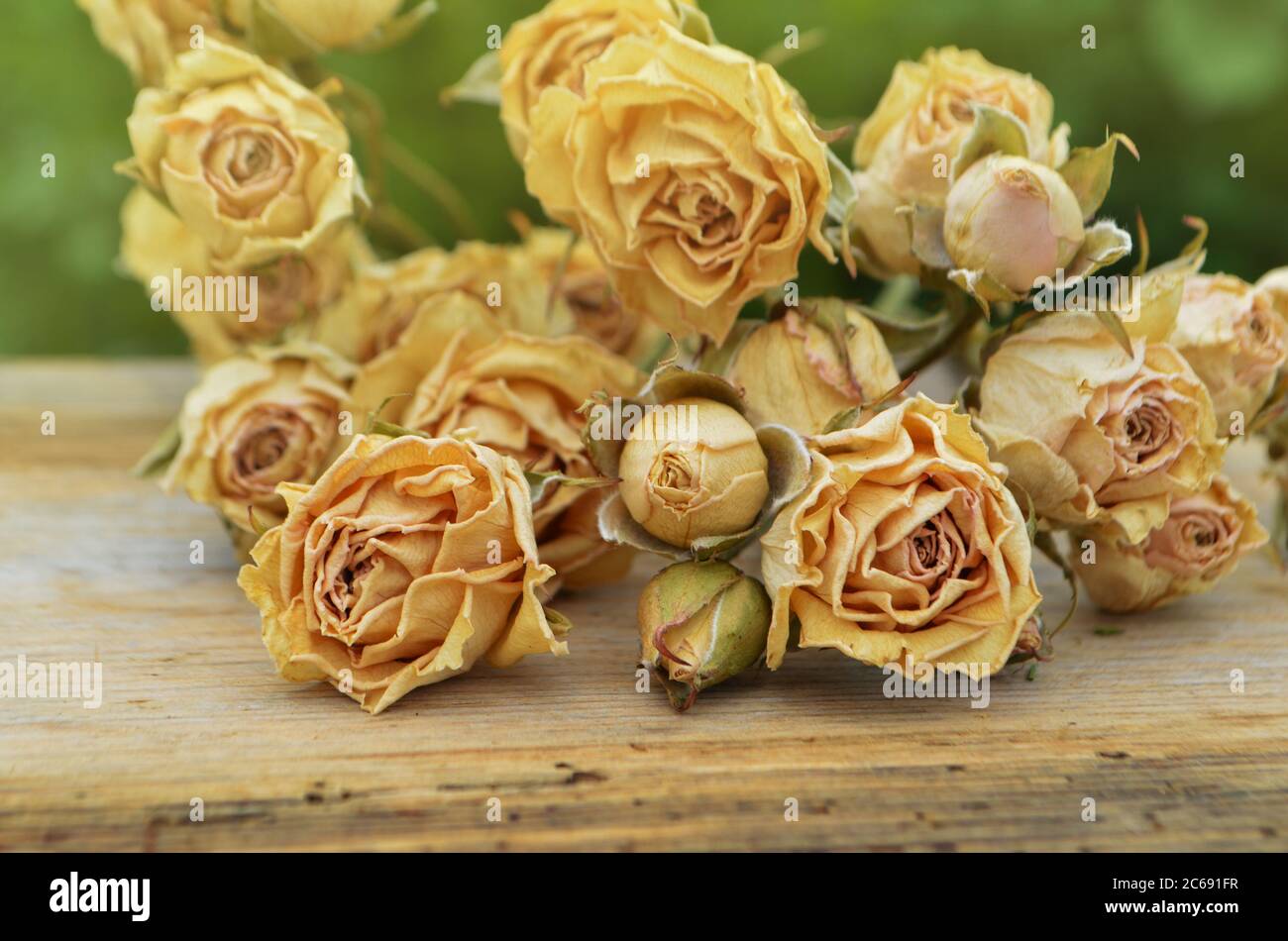 Trockene Rosen auf altem Holzhintergrund. Getrocknete Strauß Rosenblüten. Transienz des Zeitkonzepts Stockfoto