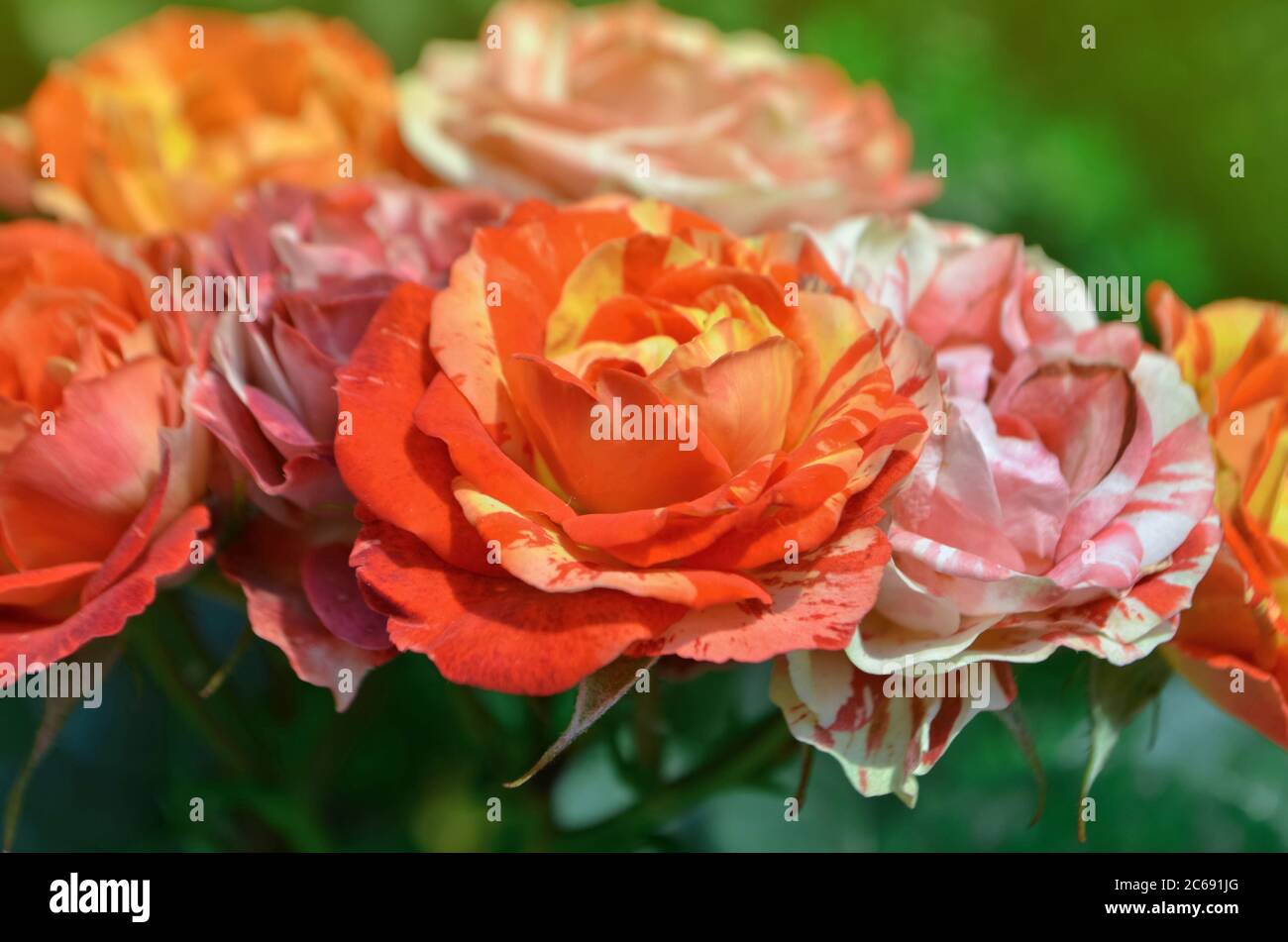 Zweifarbige gelb-rote Rosen mit Streifen. Mehrfarbige rosa gelb-rote Rosen mit weißen Streifen. Stockfoto