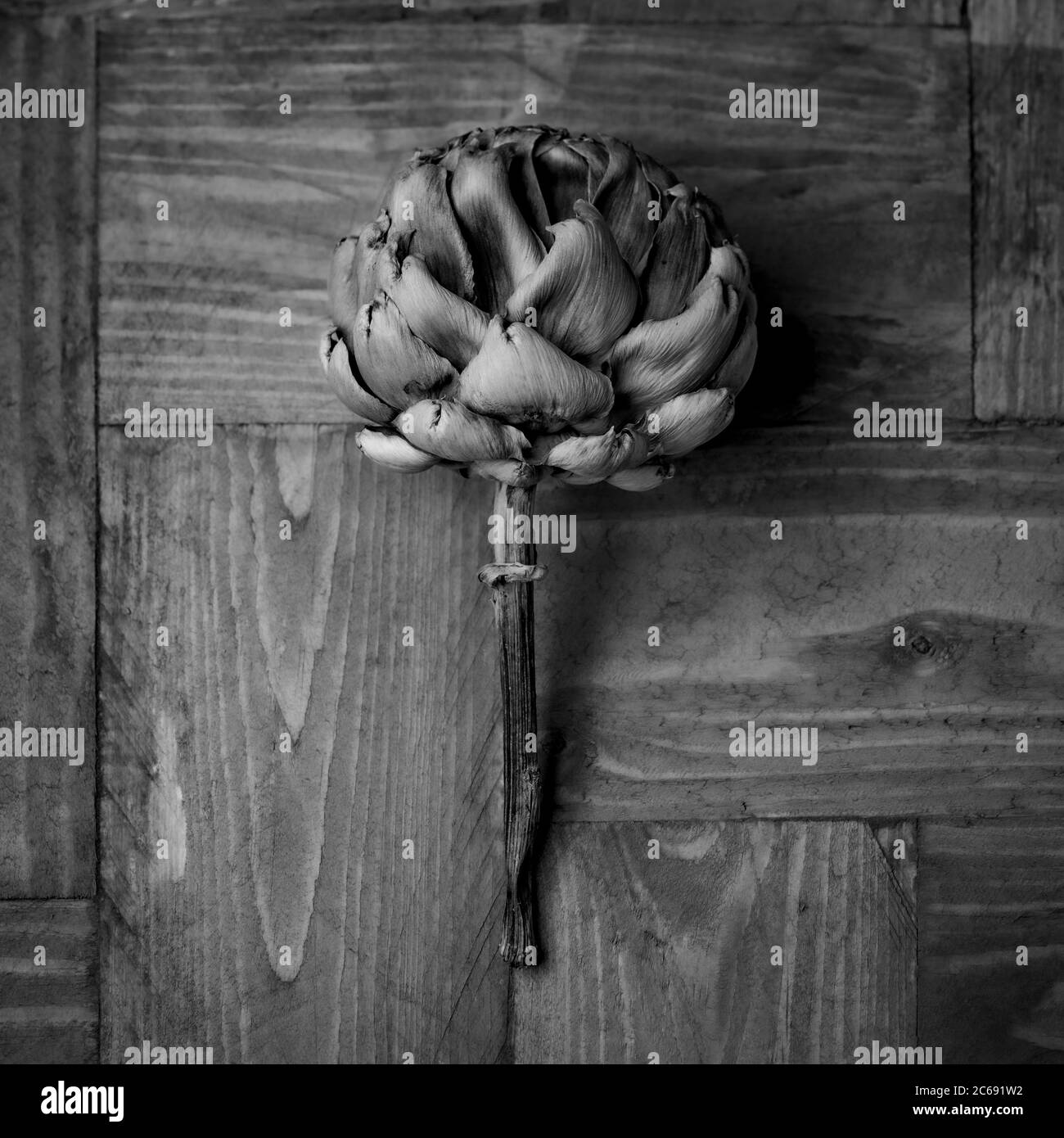 Getrocknete Kugel Artischocke Blume Kopf auf Holz Hintergrund Stockfoto