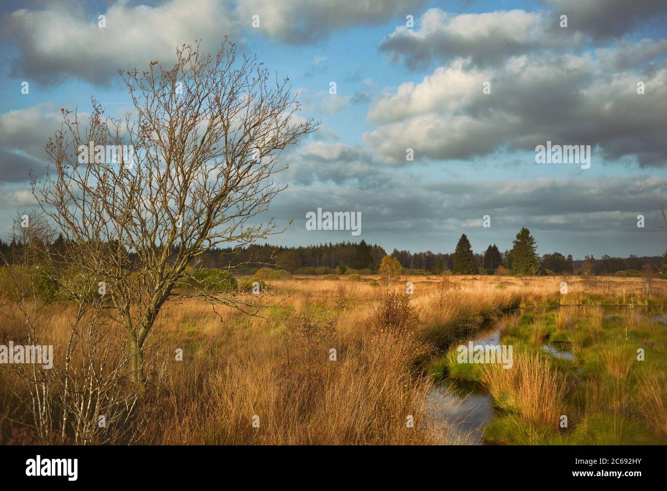 Brackvenn in der Eifel in Belgien und Deutschland Stockfoto