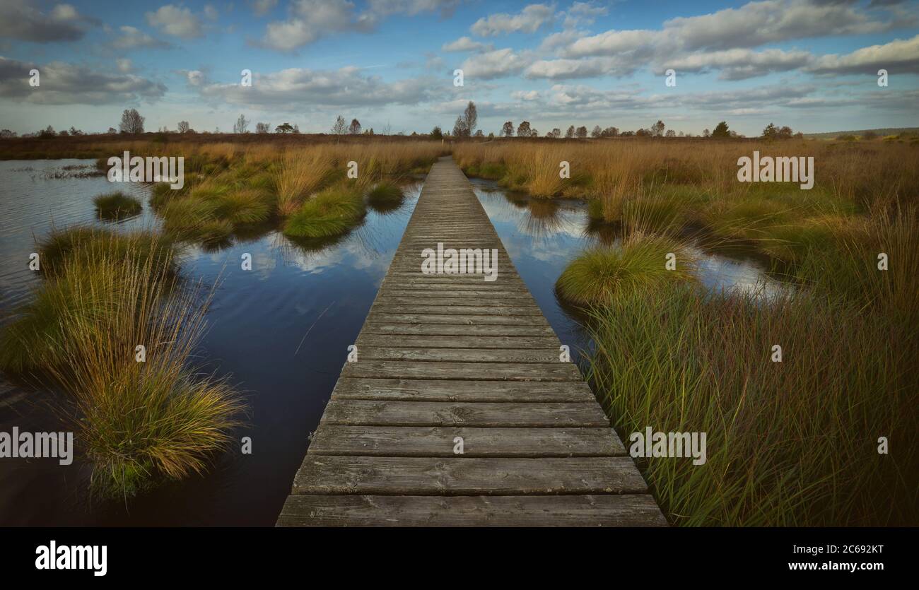 Brackvenn in der Eifel in Belgien und Deutschland Stockfoto