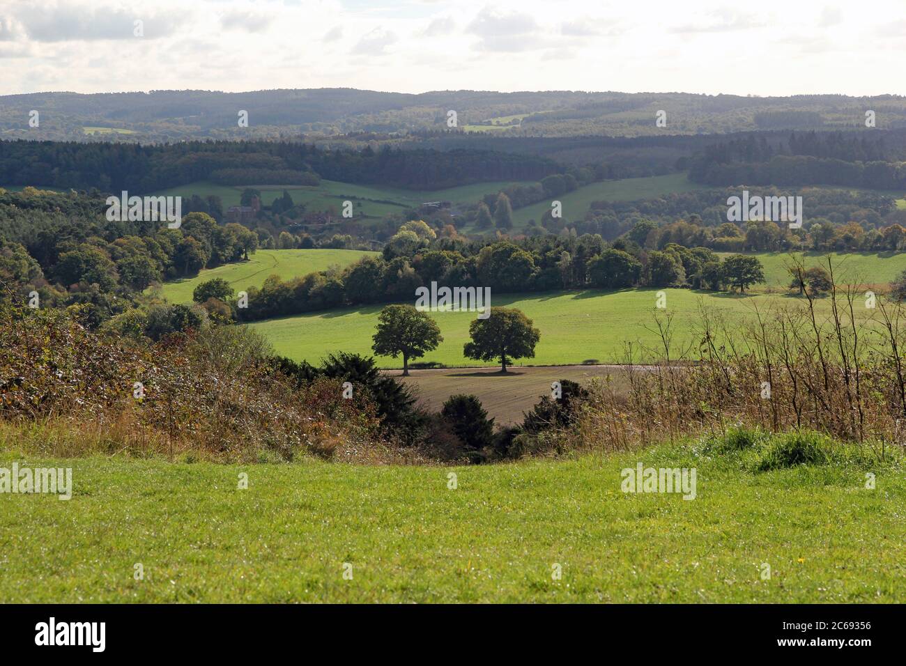 Zwei Eichen umgeben von üppiger grüner Landschaft und sanften Hügeln der Surrey Hills in der Nähe von Dorf in der Nähe von Newlands Corner, Shere, Gomshall nea Stockfoto