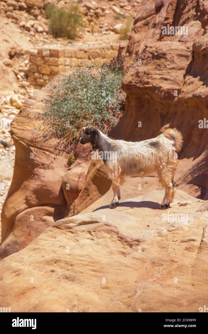 Asien, Naher Osten, Jordanien, Petra Stockfoto