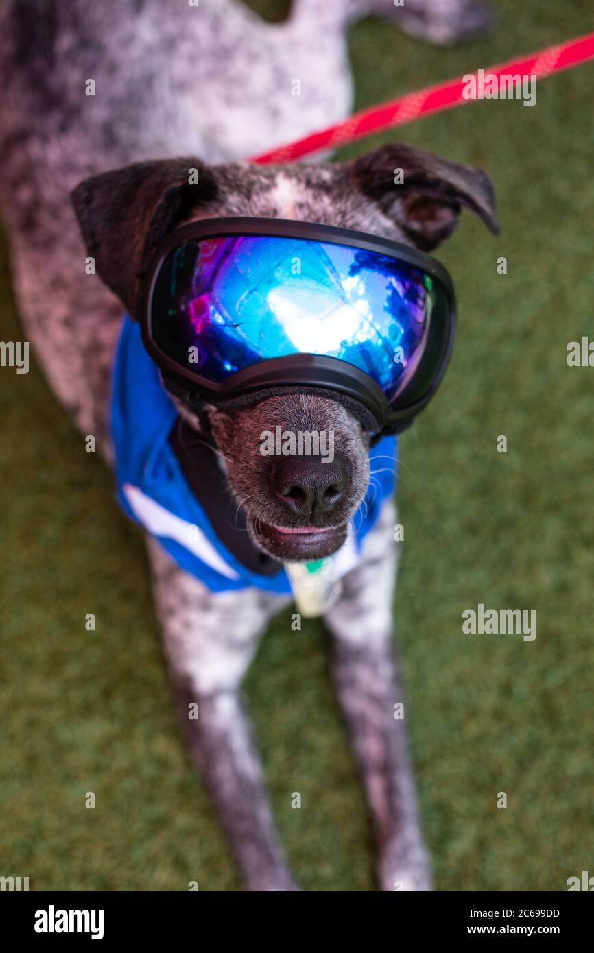 Porträt eines Hundes auf Gras liegend mit Brille und einem Oberteil Stockfoto