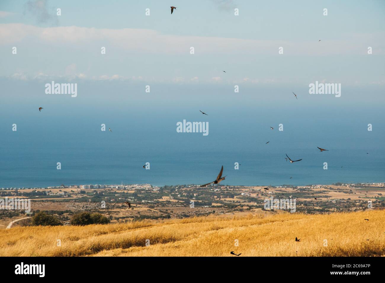 Ernte in Fasli, Paphos, Zypern Stockfoto