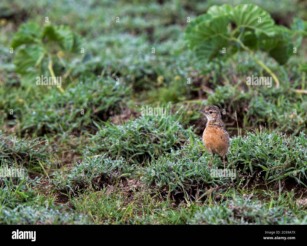 Beesley's Lark auf der Lark Plains im Norden Tansanias Stockfoto