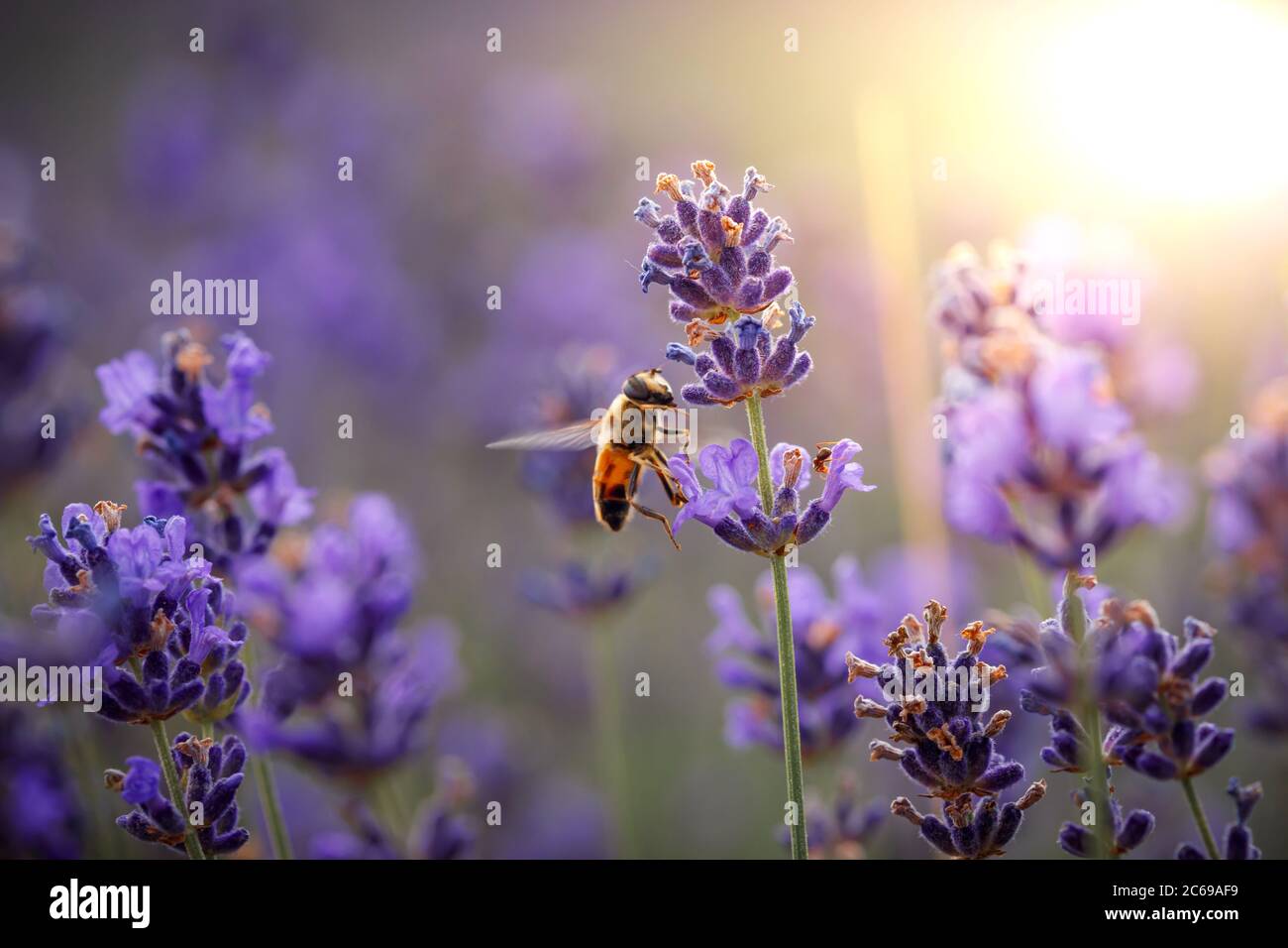 Arbeitstag in der Natur. Fleißige Bienen ernten den Pollen aus der lila Lavendelblüte für die Herstellung von Honig im Sommer. Nahaufnahme des Makrobilds Stockfoto