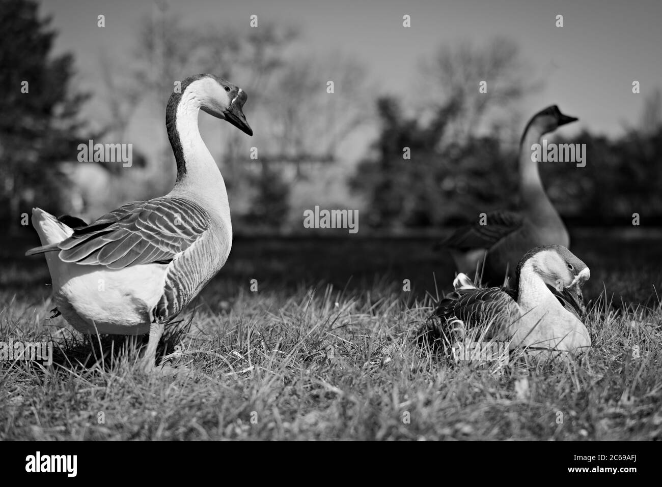 KOSICE-BARCA, SLOWAKEI, APRIL 11 2020: Eine frei lebende braune chinesische Gänse, die auf dem Gras in einem lokalen Park mit verschwommenen Büschen im Hintergrund sitzt; A Stockfoto