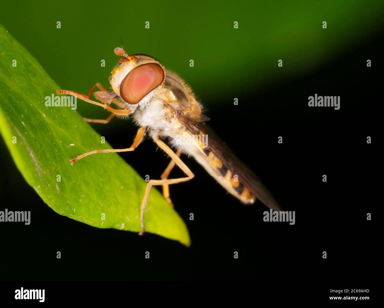Eine Marmalade Hoverfly (Episyrphus balteatus) in Ruhe auf einem Blatt, Warwickshire Stockfoto