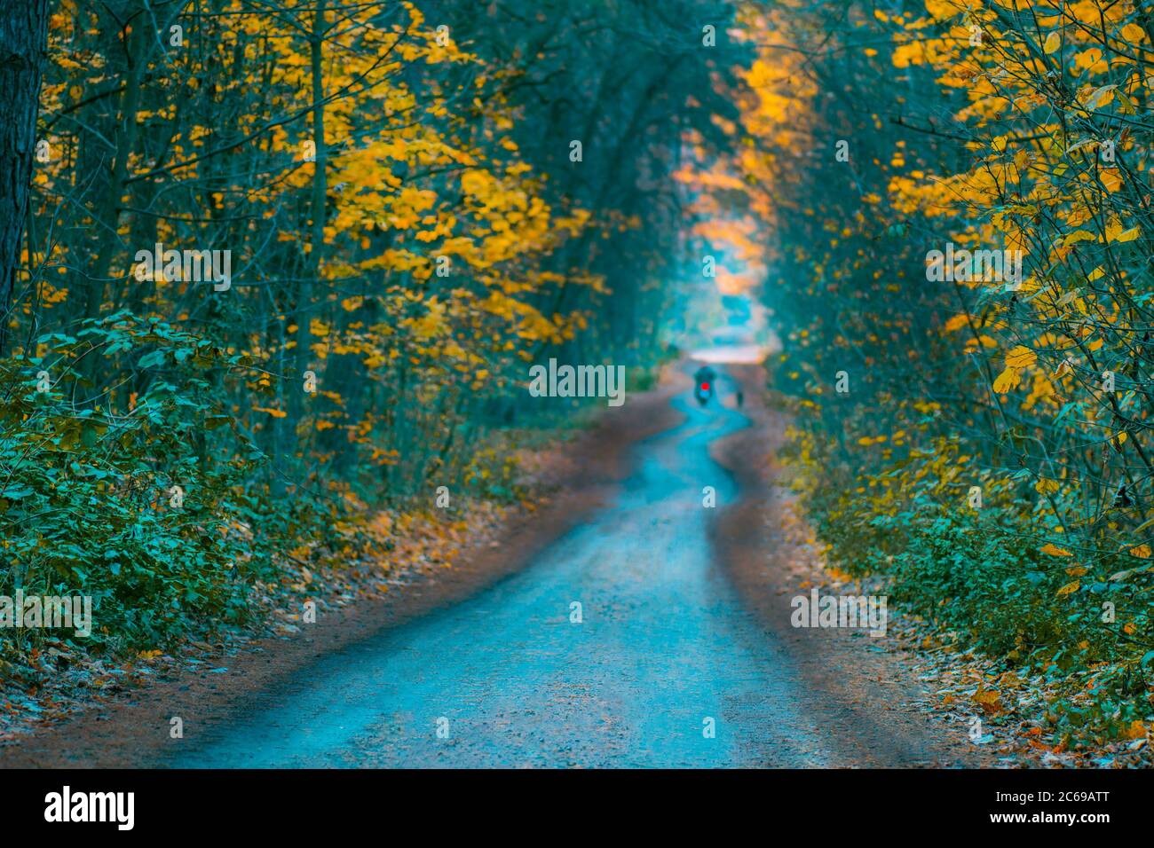 Straße am Abend im Herbst Sonnenuntergang. Motorradfahrer auf seinem Weg im Herbstwald. Motorradfahrer und Hund auf einer Wanderung Stockfoto