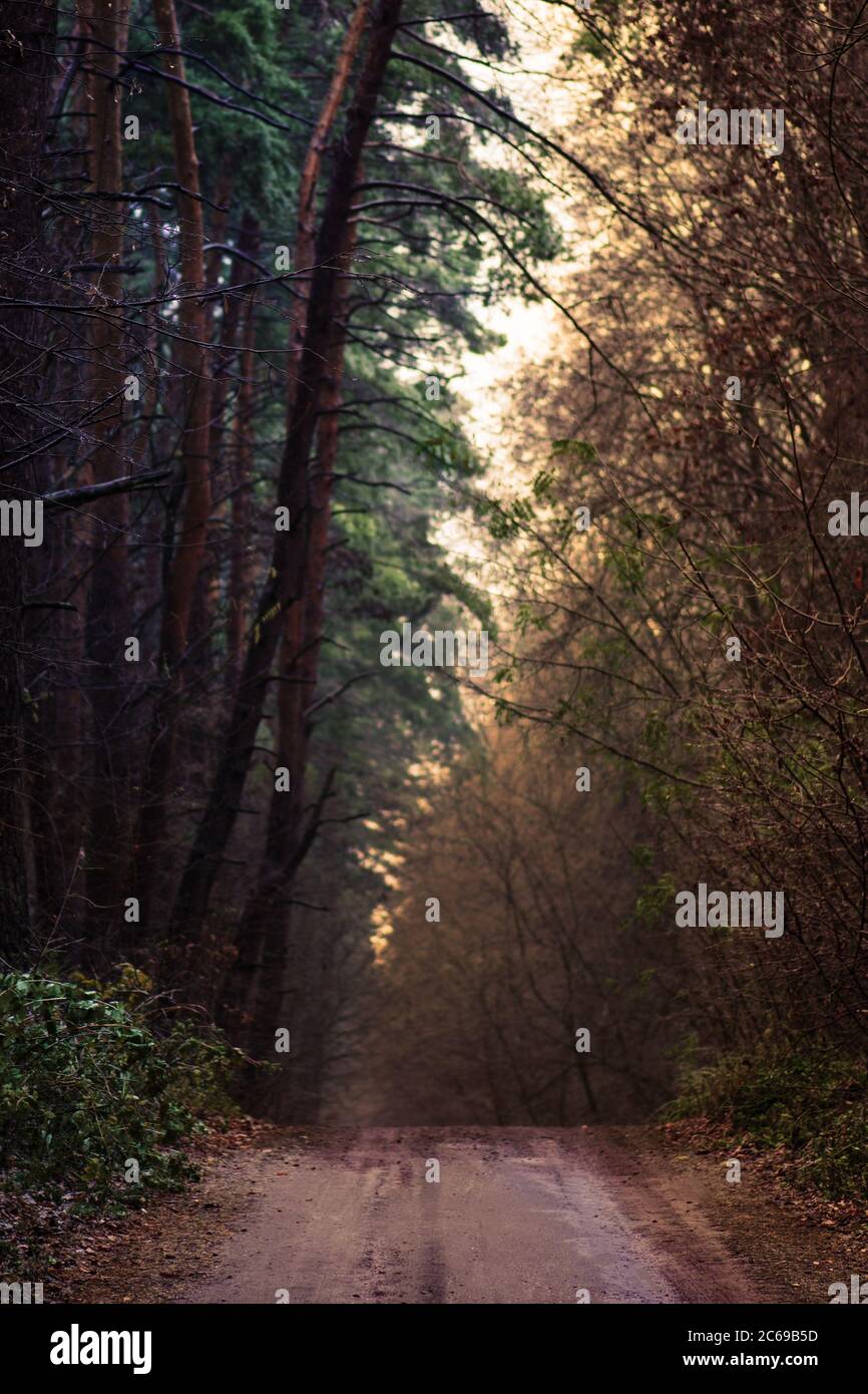 Mystische Magie fallen Wald. Wald mit ländlichen magischen Straße im Nebel. Mystische Herbst unheimlich Straße. Zauberhafte Waldlandschaft. Verträumter Herbst nebligen Wald Stockfoto