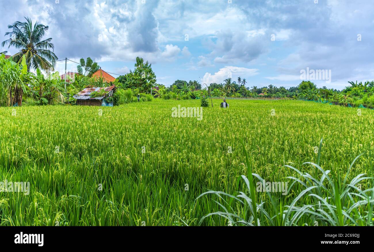 Vogelscheuche in einem Reisfeld, Ubud, Bali, Indonesien Stockfoto