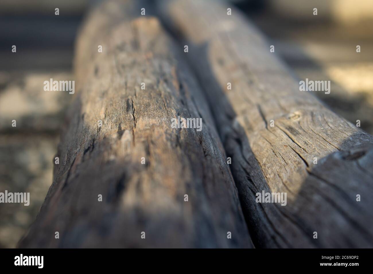 Protokollierte Bäume nebeneinander und werden beim Einrichten temporärer Strukturen verwendet. Selektiver Fokus. Stockfoto