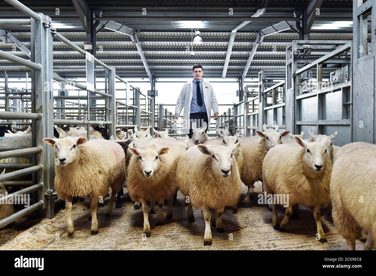 Auktionator Viehmarkt Bauernhof Landwirtschaft Schafe Cumbria arbeiten UK Fleisch ländliche Wirtschaft wirtschaftlich Stockfoto