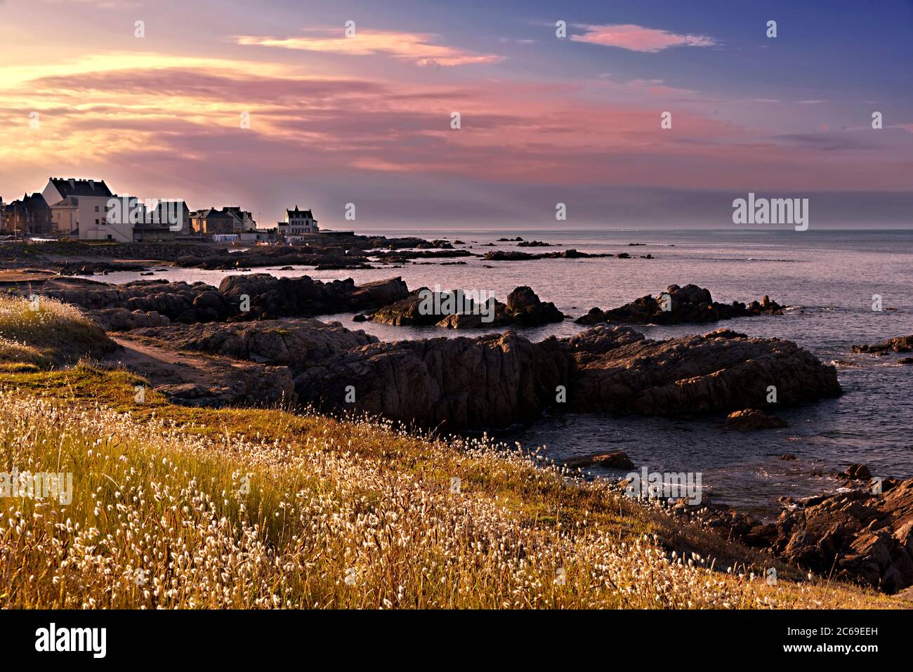 Felsküste mit Hase-Schwanz (Lagurus ovatus) blüht im Vordergrund bei Sonnenuntergang in Batz-sur-Mer in Frankreich Stockfoto