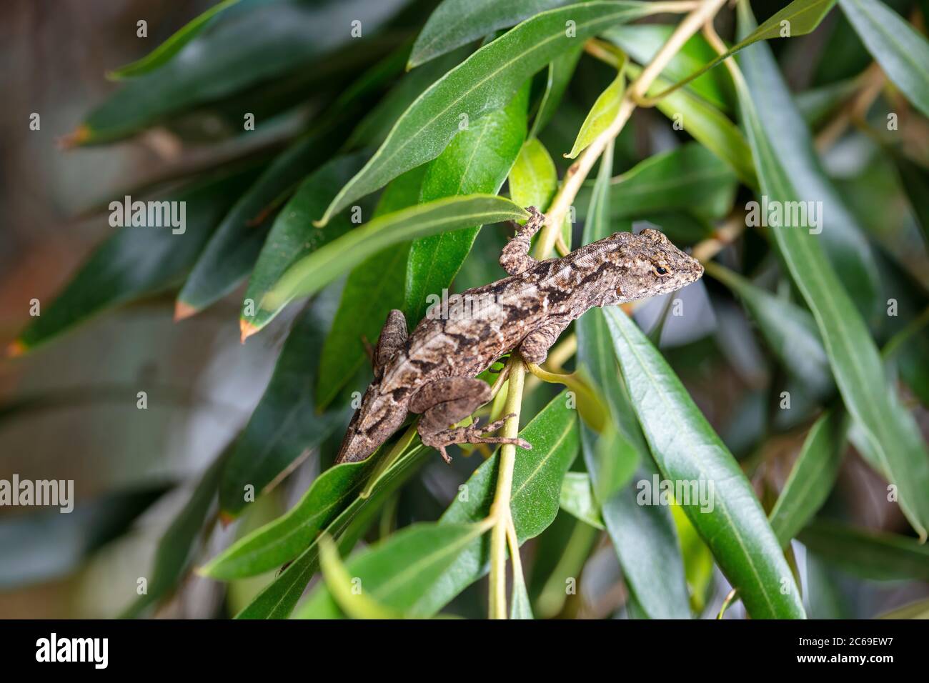 Die braune Anole, Anolis sagrei, stammt aus Kuba und den Bahamas. Es wurde erstmals 1980 auf Oahu gesehen und ist nun im ganzen Staat Hawaii zu finden. Stockfoto