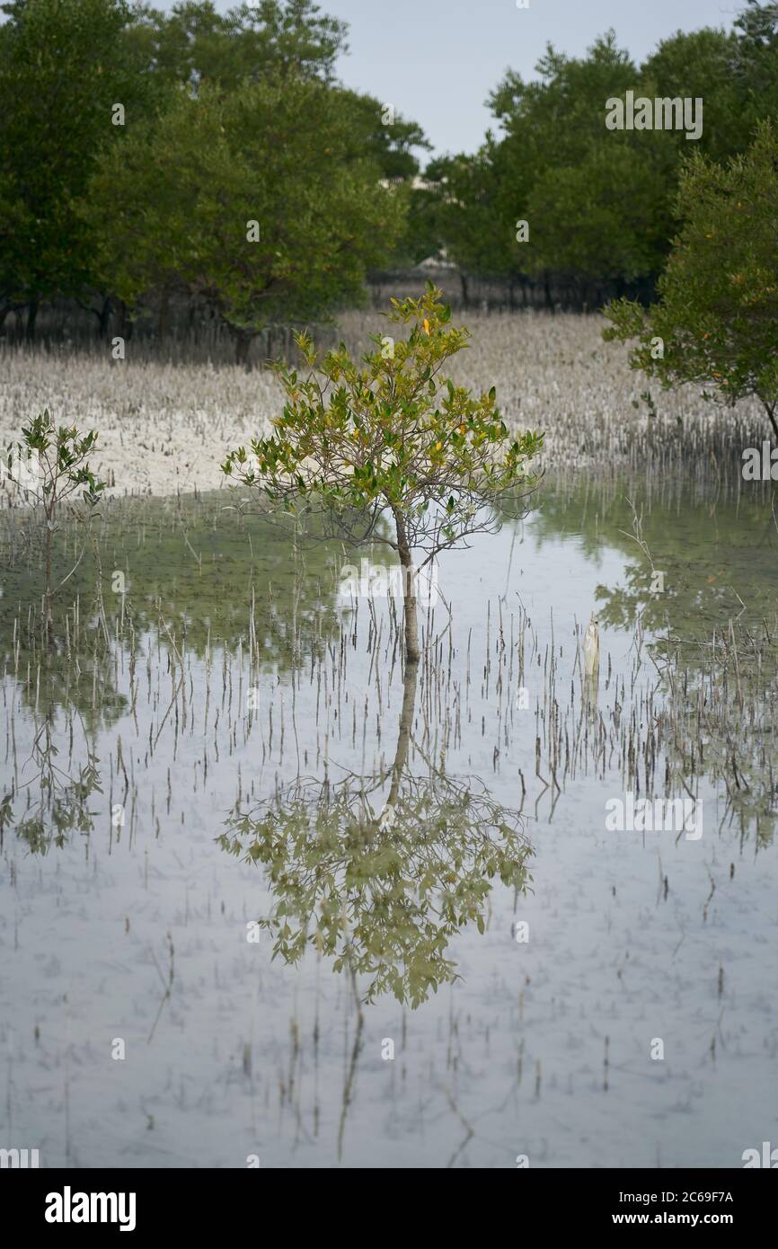 Ein einsamer kleiner Mangroven im Abu Dhabi Mangrove Park. Stockfoto