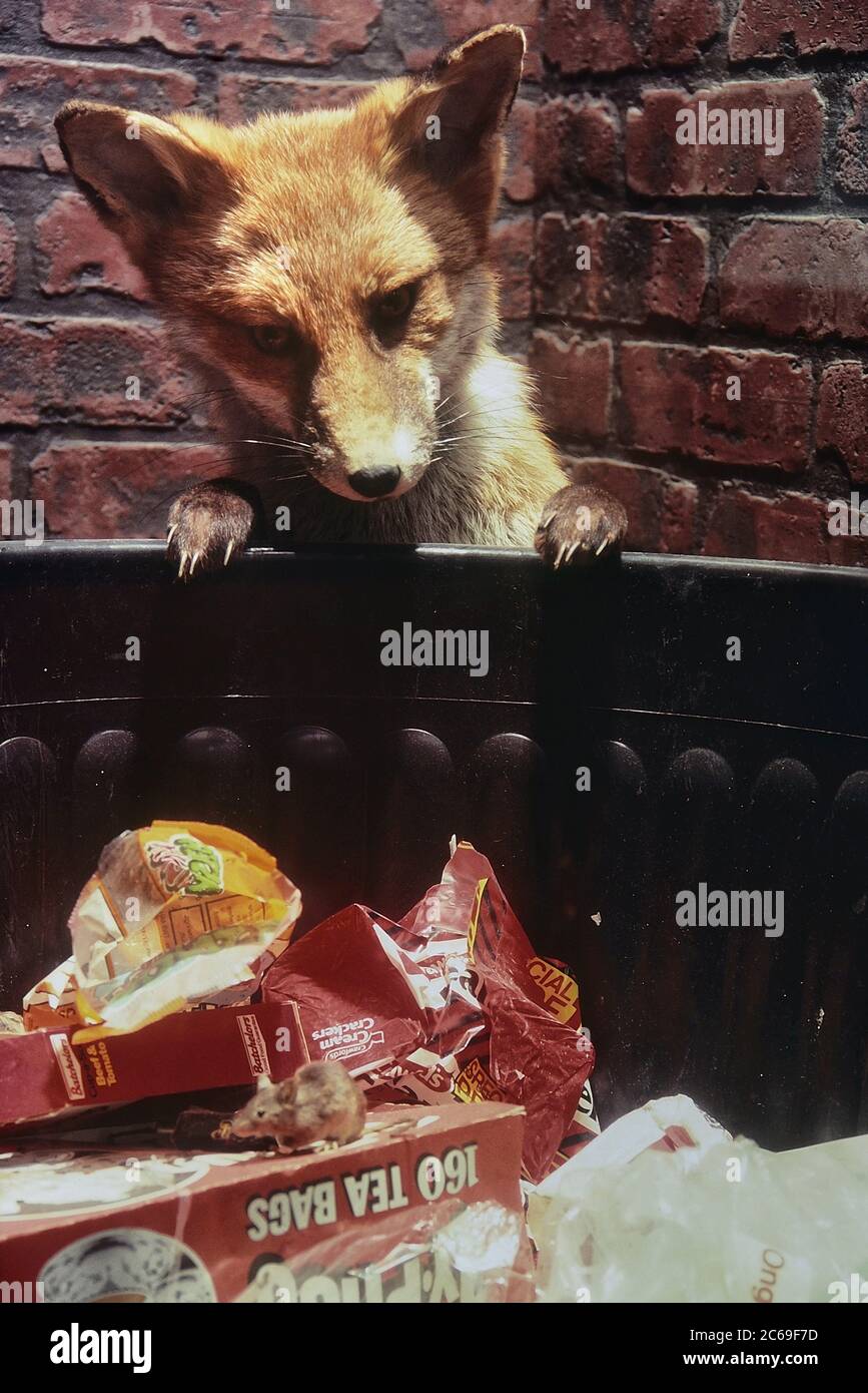 Die ausgefegte Ausstellung eines städtischen Fuchses und einer Maus, die einen Mülleimer durchforste. Cumberland House Natural History Museum, Southsea, Portsmouth, Hampshire, England, Großbritannien. Ca. 1980 Stockfoto