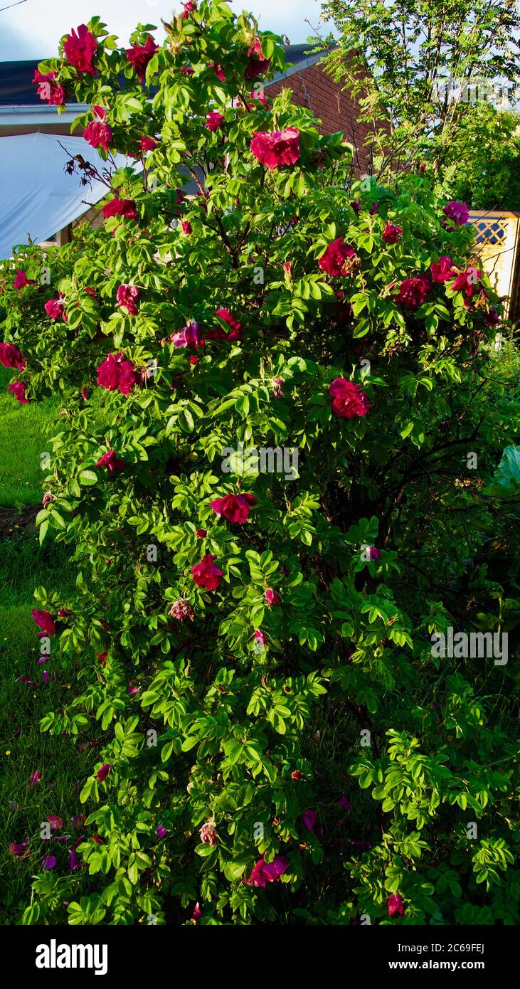 Bestäubende süße Briar Rose (Rosa rubiginosa) Stockfoto