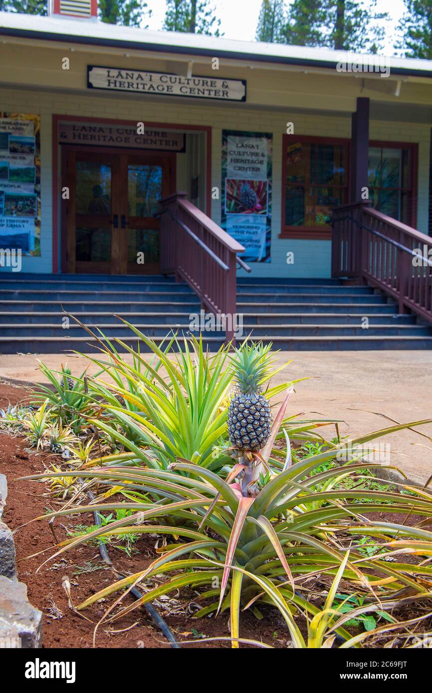 Ananas wächst außerhalb des Lanai Kultur- und Heritage Center in Lanai City, Insel Lanai, Hawaii. Stockfoto