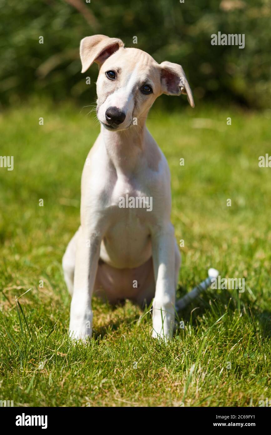 Female Dog Puppy Whippet Stockfotos Und Bilder Kaufen Alamy