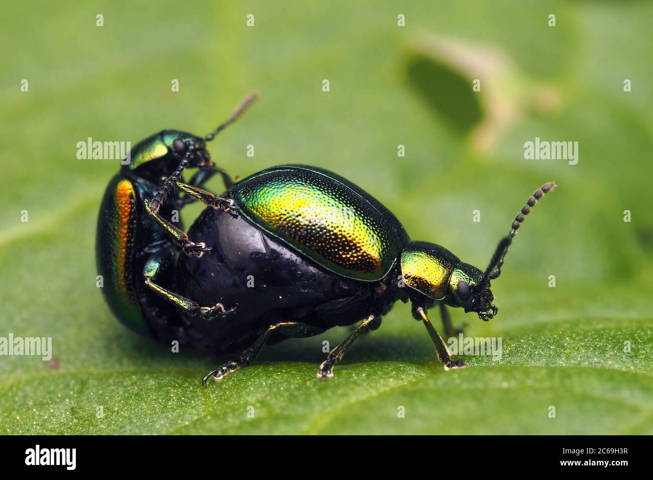 Grüne Dockkäfer (Gastrophysa viridula), die auf dem Dockblatt paaren. Tipperary, Irland Stockfoto