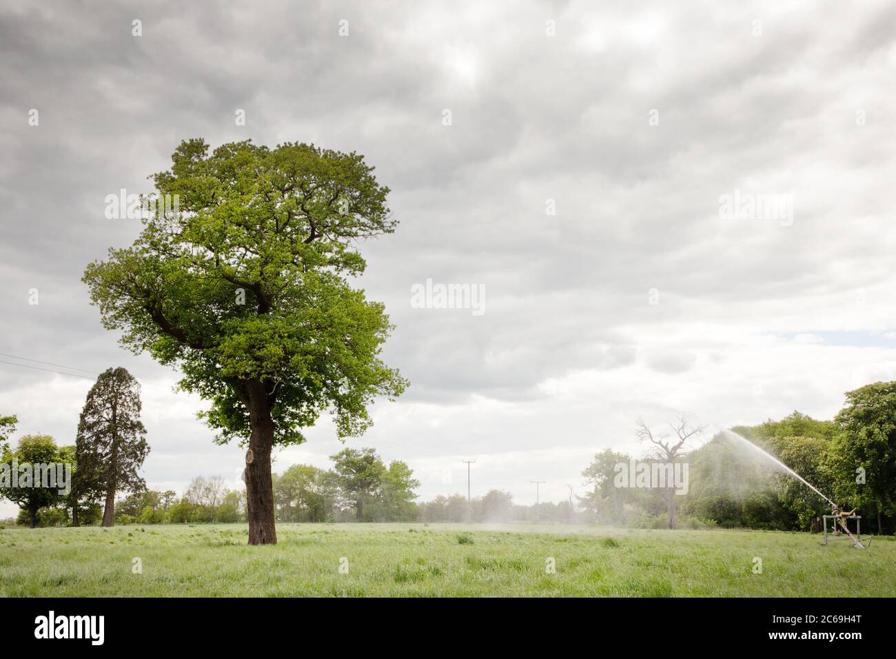 Baum auf Ackerland mit Wasser auf die Ernte hinter dem Baum gesprüht Stockfoto