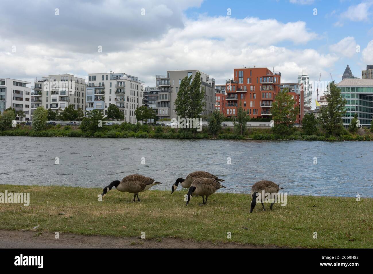 Kanada Gänse am Mainufer in Frankfurt am Main, Deutschland Stockfoto