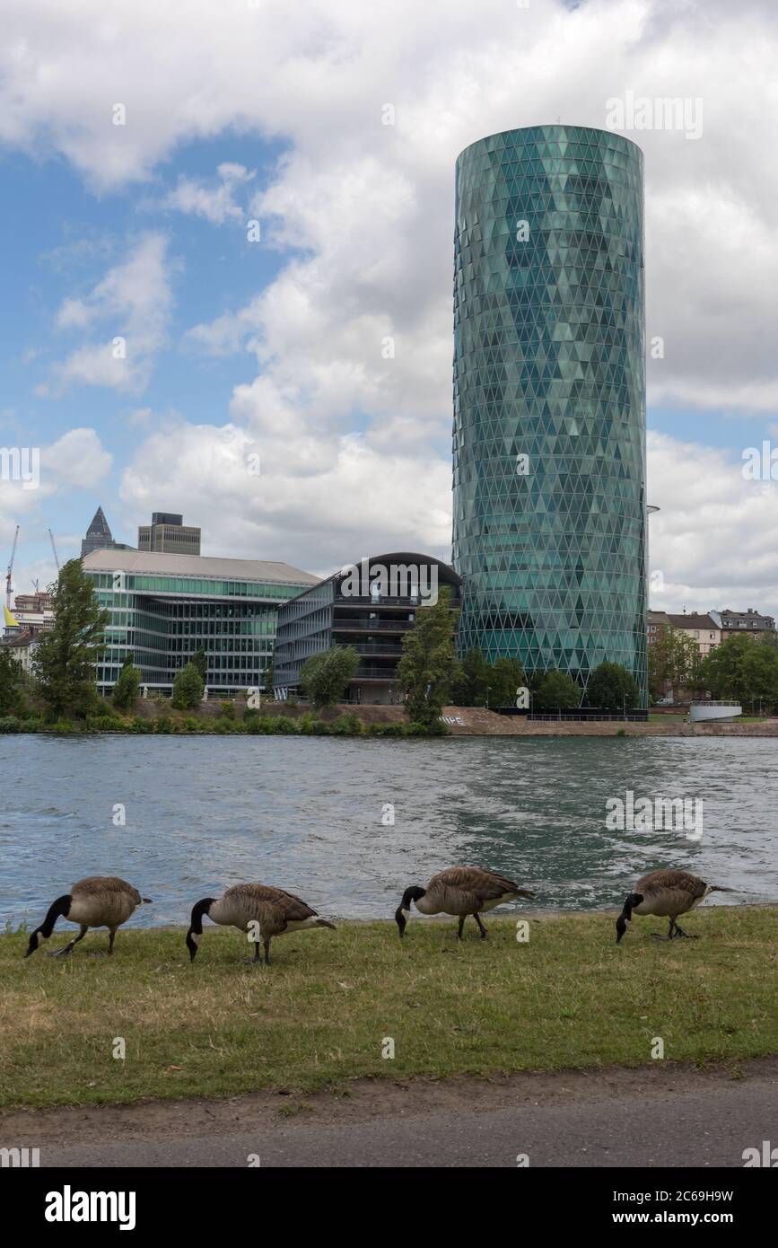 Kanada Gänse am Mainufer in Frankfurt am Main, Deutschland Stockfoto